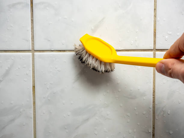 Best Toxic Mold Removal  in Wilkesboro, NC
