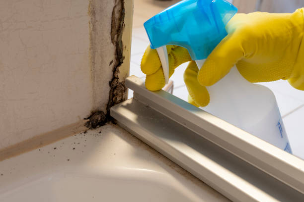 Trusted Wilkesboro, NC Mold Removal Experts