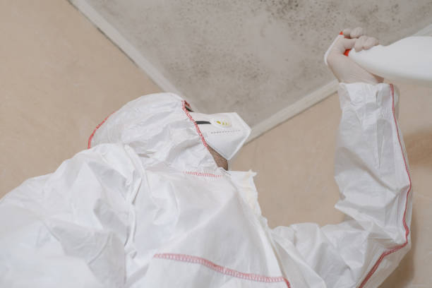 Mold Removal and Inspection in Wilkesboro, NC