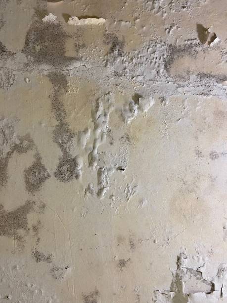 Best Office Mold Removal Services  in Wilkesboro, NC